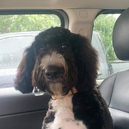 Assorted Doodle Crosses and Bernedoodles from NWArkansas Doodles