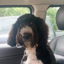 Assorted Doodle Crosses and Bernedoodles from NWArkansas Doodles
