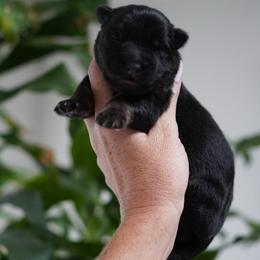 Reagan - Bi-color female German Shepherd puppy in Coarsegold, California from Yosemite Shepherds