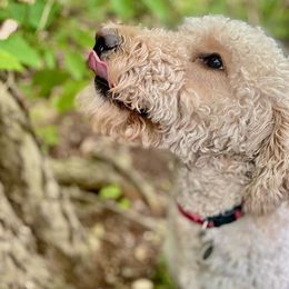 Goldendoodles from Poppy Paws & Co.