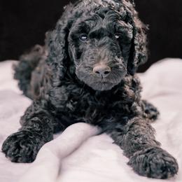 Poodle Puppies from Fluffy Poodles