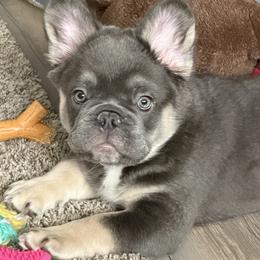 French Bulldog Puppies from Fishie's Frenchies