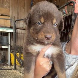 Callie - Red tri-color female Australian Shepherd puppy in Frostproof, Florida from Central Florida Australian Shepherds