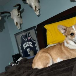 Great Dane, Irish Wolfhound, and Pembroke Welsh Corgi Puppies from Bre’s Bodacious’s