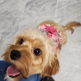 Assorted Doodle Crosses, Cavapoos, Labradoodles, Maltese, and Poodles from Fluffy Fawn