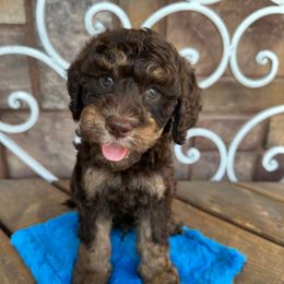 Wave - Brown male Cavapoo puppy in Central, Arizona from Desert Valley Doodles