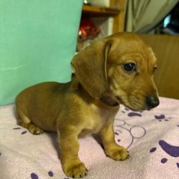 Brown girl - Wild boar female Dachshund puppy in Live Oak, Florida from The Weenie Herd Mom