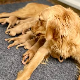 Girl 1 - Golden female Golden Retriever puppy in Buffalo, Missouri from Thrasher Family Puppies