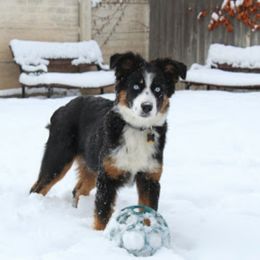 Australian Shepherd, Border Collie, and Poodle Puppies from Shaela Avery