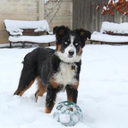 Australian Shepherd, Border Collie, and Poodle Puppies from Shaela Avery