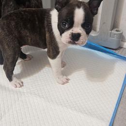 Milli - Black brindle and white female Boston Terrier puppy in Marion, North Carolina from Christy's Boston Butts