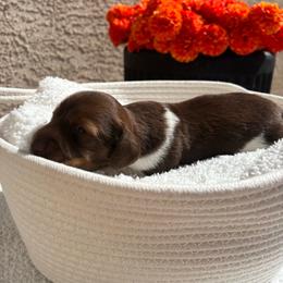 Arden - Piebald male Dachshund puppy in Las Vegas, Nevada from WienerQuadDoxiesLV
