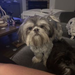 Rigby - Shih Tzu