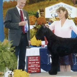 Giant Schnauzers from Carolina Giant Schnauzers