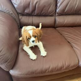 Sweetie - Blenheim female Cavalier King Charles Spaniel puppy in Asheboro, North Carolina from FairWilde