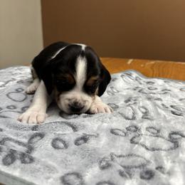 Gabriel - Black white and tan male Beagle puppy in St. Cloud, Minnesota from Beagle Blessings