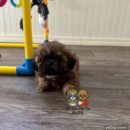 Annie - Gold female Shih Tzu puppy in Walkertown, North Carolina from Lil’ Bit’s Shih Tzu