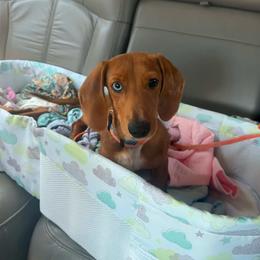 Theo - Dachshund
