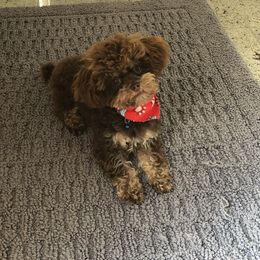 Romeo - Poodle