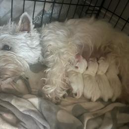 Tbd - White male West Highland White Terrier puppy in New Orleans, Louisiana from Amazing Grace Westies
