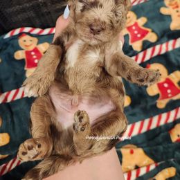 Candy Cane - Merle male Goldendoodle puppy in Pennsylvania from Pennsylvanian Puppies