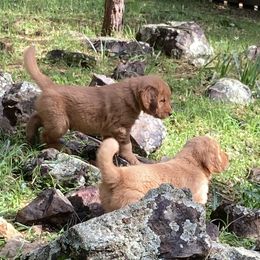 Girl 1st Pick - Dark golden Golden Retriever puppy in Sacramento Area, California from Gold Country Golden Retrievers