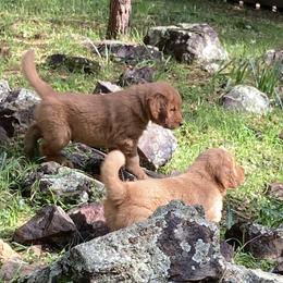 Girl 1st Pick - Dark golden Golden Retriever puppy in Sacramento Area, California from Gold Country Golden Retrievers