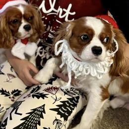 Cavalier King Charles Spaniels from Ikis & Grace King Charles Cavelier Spaniels
