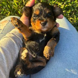 Kai - Tri-color male Cavapoo puppy in Picayune, Mississippi from JEN's Poodles