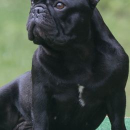 French Bulldogs from Pamela's French Bulldogs