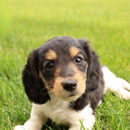 Peaches - Piebald female Dachshund puppy in Richfield, Utah from R&S Farms