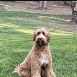 Eleanor - Australian Labradoodle