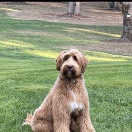 Eleanor - Australian Labradoodle