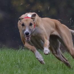 Katie - Greyhound