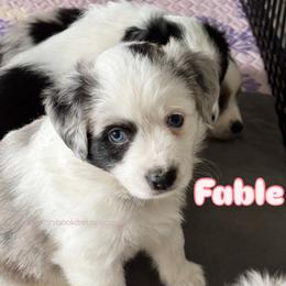 Fable - Blue merle female Miniature Australian Shepherd puppy in Valrico, Florida from Storybook Den Mini Aussies