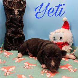 Yeti - Black and white male Rat Terrier puppy in Lynn, Alabama from Cryptic Rat Terriers