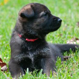 Liberty (pink collar) - Sable German Shepherd puppy in North Carolina from Living Waters Shepherds