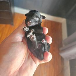 Boy 1 - Salt and pepper male Miniature Schnauzer puppy in Lake Charles, Louisiana from Du Lac Miniature Schnauzers