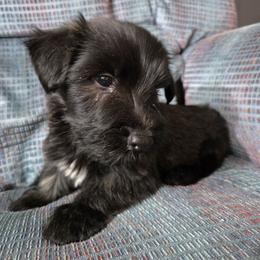 Joey - Gray male Skye Terrier puppy in Great Falls, Montana from Treasure State Kennels