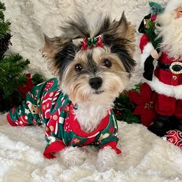 Luna - Biewer Terrier