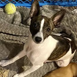 Giana - Rat Terrier