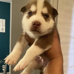 Siberian Huskies from Blossom Pomskys