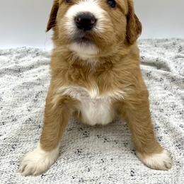 Goldendoodle Puppies from Cane Creek Goldendoodles
