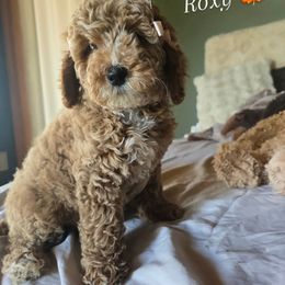 Bernedoodle and Goldendoodle Puppies from 4goldendoodles