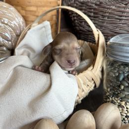 Honey - Cream female Dachshund puppy in Cabool, Missouri from White Cottage Dachshunds