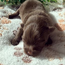 Gorman - Chocolate male Pomeranian puppy in Cropwell, Alabama from Poms On The Lake