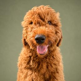 Teddy - Real Life Teddy Bear - Red  male Goldendoodle puppy in Lancaster, California from Kid's Best Doodle