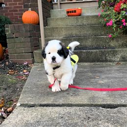 Saint Bernard Puppies from Fletchers Saints