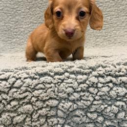 Sugar - Red female Dachshund puppy in Pollok, Texas from Magnolia Kennels