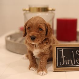 Australian Labradoodle Puppies from Majestic Labradoodles